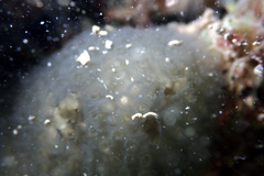 Aplousobranchia