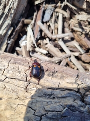 Oryctomorphus bimaculatus