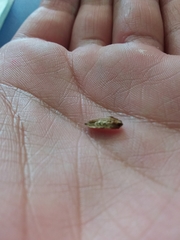 Epiphyas postvittana