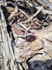 Oryctomorphus bimaculatus