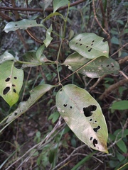 Gnetum montanum