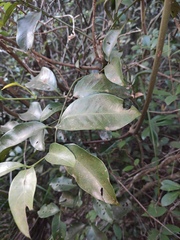Gnetum montanum
