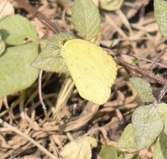 Eurema