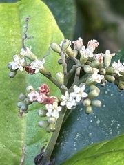 Cordia borinquensis