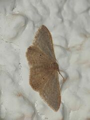 Idaea distinctaria