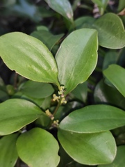 Dendrotrophe varians