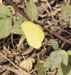 Eurema