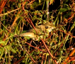 Acrocephalus agricola