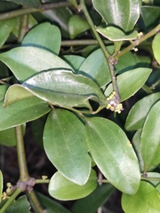 Dendrotrophe varians