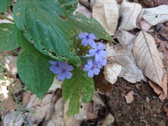 Eranthemum
