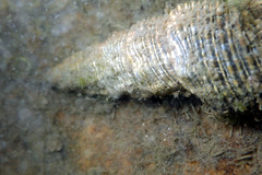 Batillaria australis