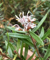Grevillea phylicoides