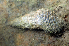 Batillaria australis