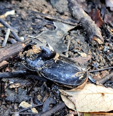 Trichogomphus mongol