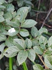 Callerya dielsiana