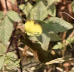 Eurema