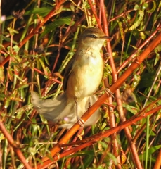 Acrocephalus agricola