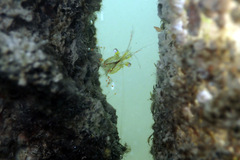 Palaemon intermedius