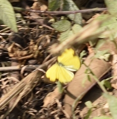 Eurema