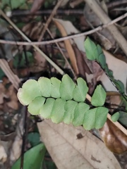 Adiantum flabellulatum