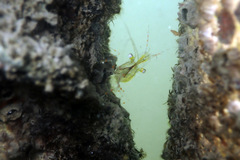 Palaemon intermedius