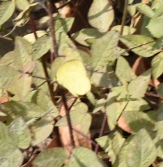 Eurema