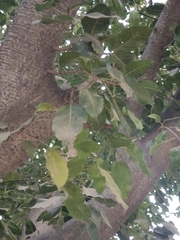 Ficus religiosa