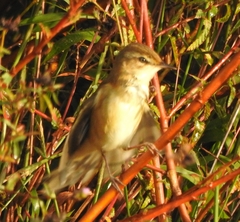 Acrocephalus agricola
