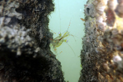 Palaemon intermedius