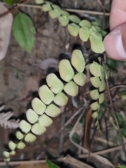 Adiantum flabellulatum