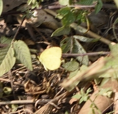 Eurema