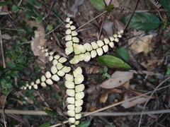 Adiantum flabellulatum