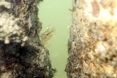 Palaemon intermedius