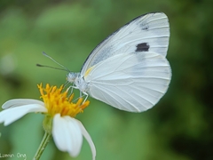 Pieris canidia canidia
