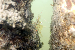 Palaemon intermedius