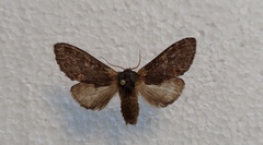 Notodonta dromedarius