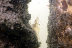 Palaemon intermedius