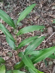 Alpinia zerumbet