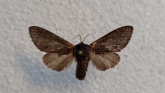 Notodonta dromedarius