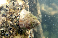 Bembicium auratum