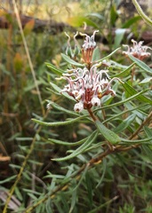 Grevillea phylicoides