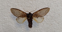 Peridea anceps