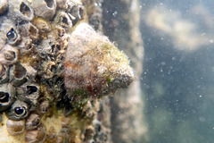 Bembicium auratum