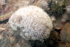 Aplidium
