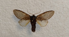Peridea anceps