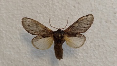 Peridea anceps
