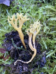 Clavulinopsis corniculata