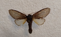 Peridea anceps
