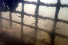 Gobiopterus semivestitus