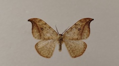Drepana falcataria